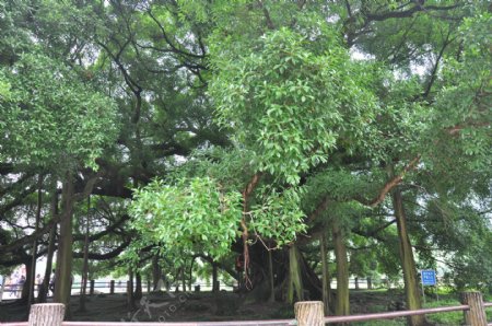桂林大榕树图片