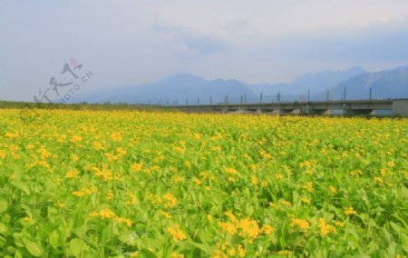 油菜花田图片