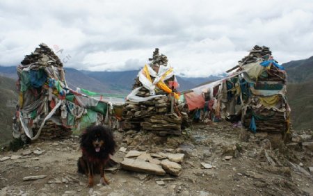 藏獒西藏图片