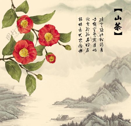 十二月月花之山茶图片