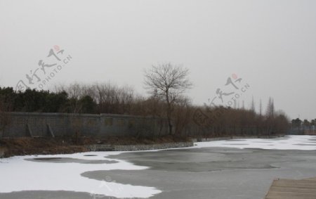 冬天秦湖湿地图片