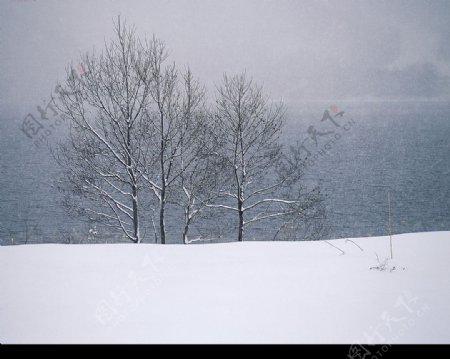 白色冬景树远处的湖雪地图片