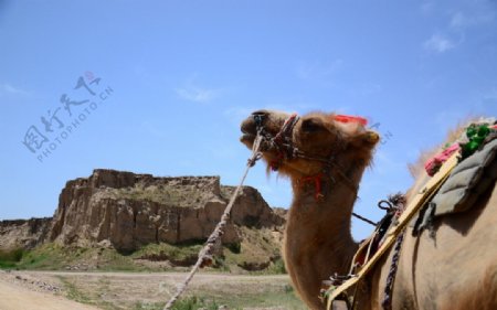 戈壁沙漠骆驼图片