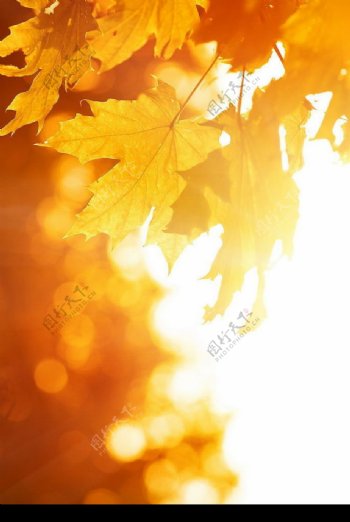 秋天的黄叶图片