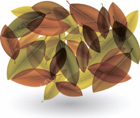 金秋树叶背景图片