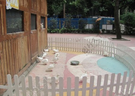 广州动物园饲养白鸽图片
