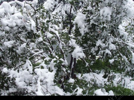雪雪和树图片