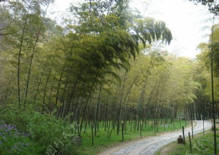 竹林风图片