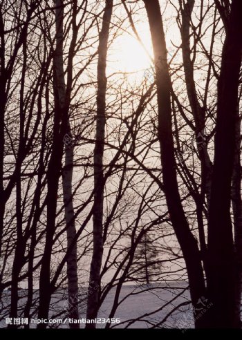 日出下的树林图片