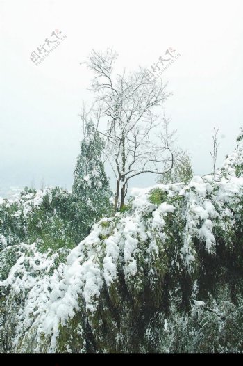 雪竹图片