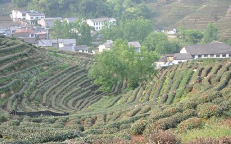 龙井村的茶山图片