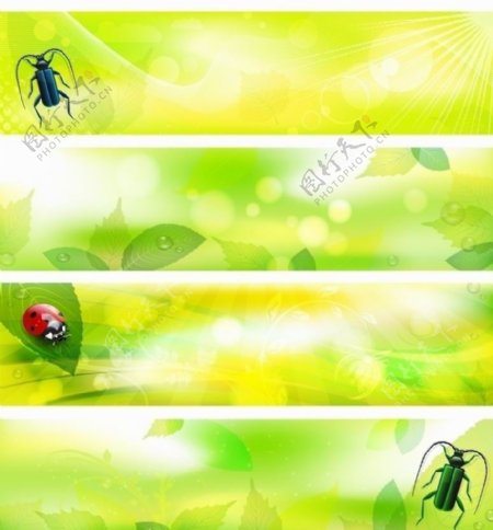 绿叶水珠水滴昆虫绿色环保背景图片