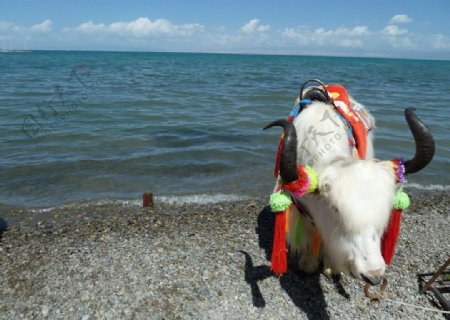 青海湖的牦牛图片