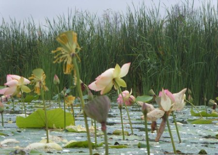 湿地荷花图片