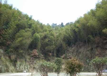 黑麋峰入口旁的竹林图片