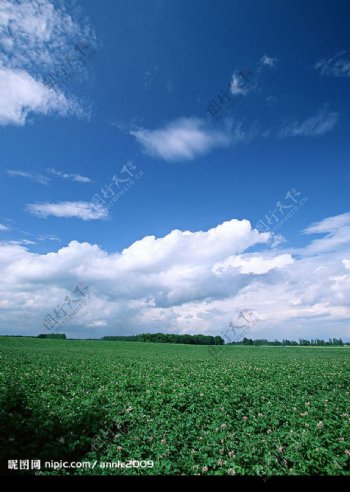 花圃晴空图片