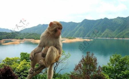 安徽黄山太平湖猴岛图片