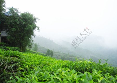 茶山与竹子图片