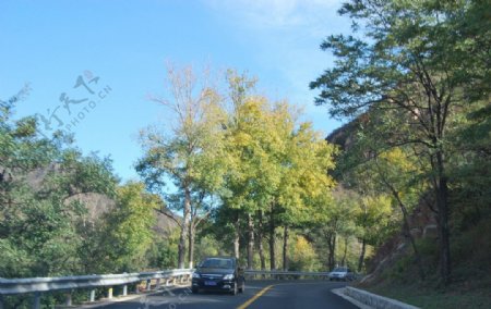 弯曲马路上白杨树图片
