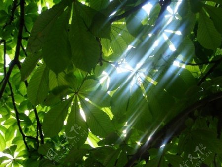 光芒闪烁的阳光大自然大自然的阳光树叶和光线图片