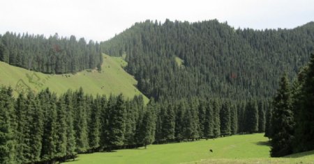 新疆南山风景图片