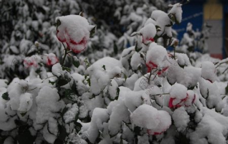 雪红花雪中景在雪中依然绽放的鲜花植物图片植物摄影图片植物照片