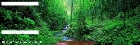 绿色竹林山间小溪图片