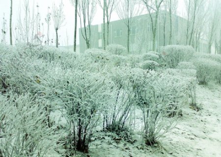 雪景图片