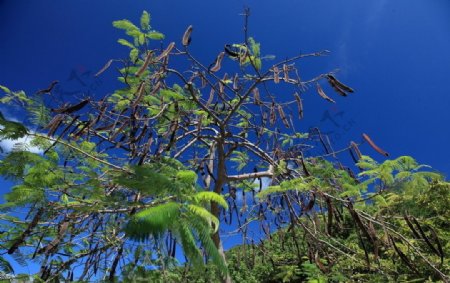 酸豆树图片