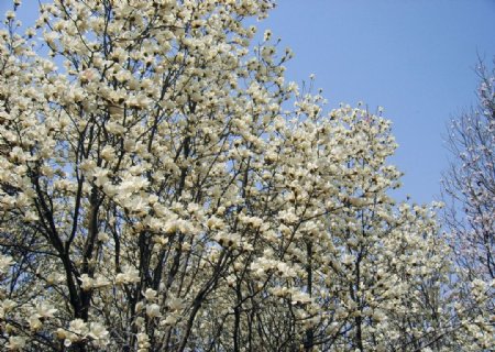春天的玉兰树图片