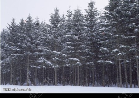 大雪树林图片