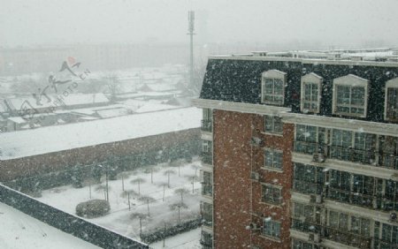 春天下大雪北京的大雪图片