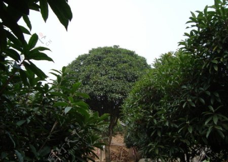 桂花树林图片