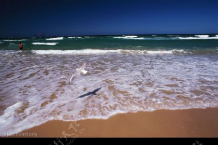 海鸥在浪花中飞翔图片