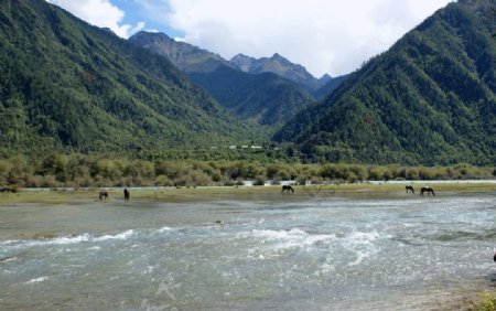 藏族山峰牧马图片