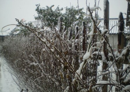 马家浜雪景图片