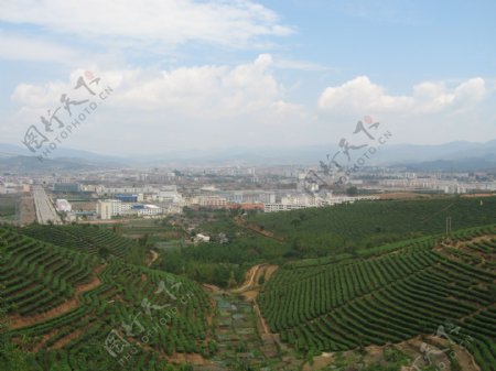 中国茶城普洱茶园茶山图片