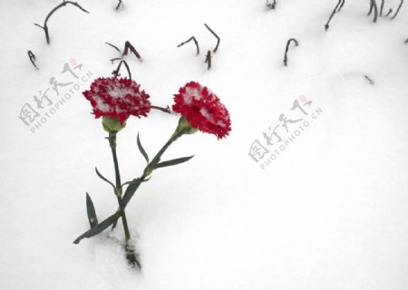 雪地里的红花图片