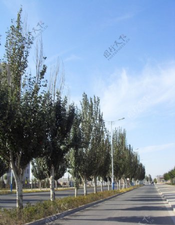 内蒙古杨树蓝天白云街道图片