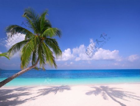 沙滩与椰子树图片