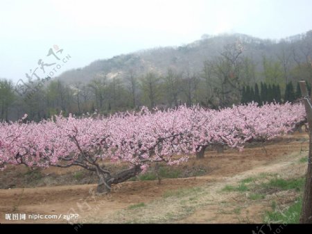 樱花林图片