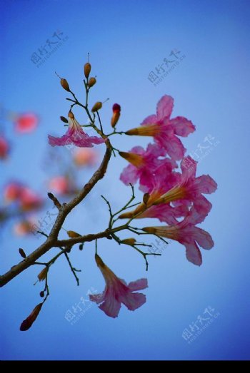 樱花3图片
