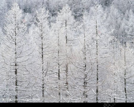 白色冬景树图片