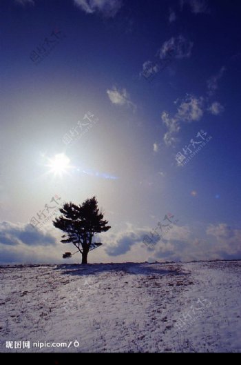 冬季孤树图片