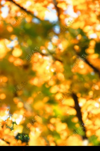 秋天黄叶秋景图片