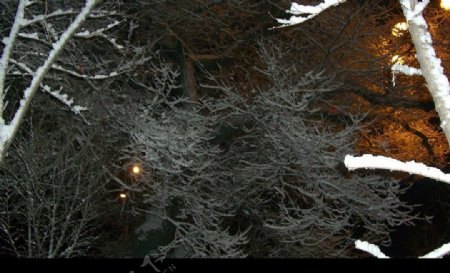 冬季夜晚树挂图片
