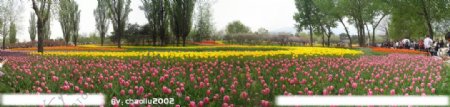 北京植物园郁金香180度全景图片