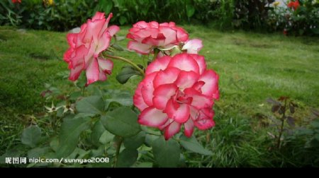 玫瑰园的花朵图片