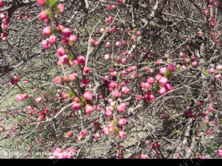 榆树梅花图片