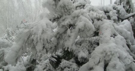 雪天景色图片